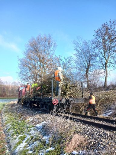 Beladenes Geäst