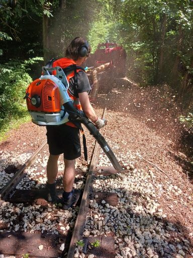 Laubblasen im Wald